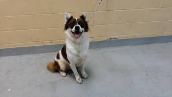 DEKU -  Australian Cattle Dog Blue Heeler Dog for Adoption in Tulsa, Oklahoma - DEKU | PetCurious