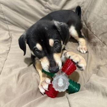 German Shepherd Dog and Shepherd Dogs Available for Adoption - Rocky | PetCurious