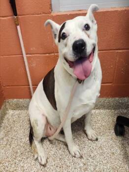 LUCY -  Pit Bull Terrier Dog for Adoption in Pueblo, Colorado - LUCY | PetCurious