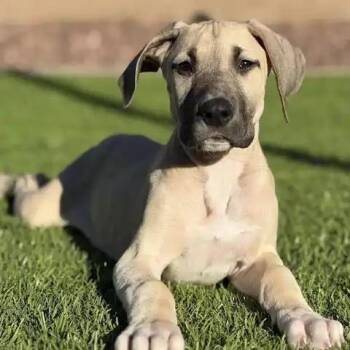 Great Dane Dogs Available for Adoption in Mesa, Arizona - Gold (Goldie) | PetCurious