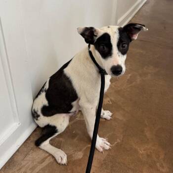 Rolland -  Australian Cattle Dog Blue Heeler and Mixed Breed Dog for Adoption in Riverwoods, Illinois - Rolland | PetCurious