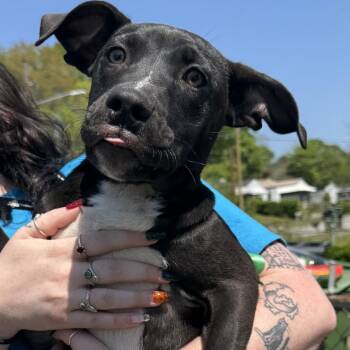 Mixed Breed Dogs Available for Adoption - Yellow | PetCurious