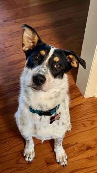 Cattle Dog Dogs Available for Adoption in Nashville, Tennessee - Dottie | PetCurious