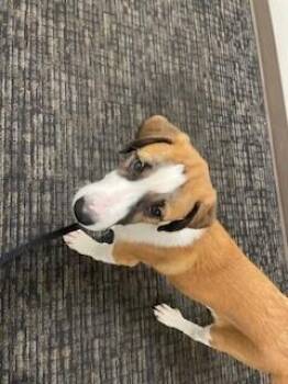 Milo -  Saint Bernard and Mixed Breed Dog for Adoption in Fort Collins, Colorado - Milo | PetCurious
