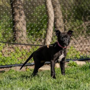 Border Collie and Catahoula Leopard Dog Dogs Available for Adoption in Pawling, New York - Tulip | PetCurious
