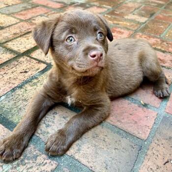 Mabel -  Chocolate Labrador Retriever and Flat Coated Retriever Dog for Adoption - Mabel | PetCurious