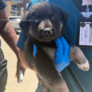 Cooper -  Black Labrador Retriever and Mixed Breed Dog for Adoption in Midland, Texas - Cooper | PetCurious