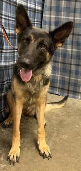 HEIDI -  German Shepherd Dog Dog for Adoption in Rosenberg, Texas - HEIDI | PetCurious