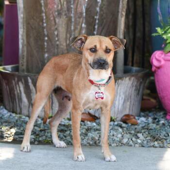 Labrador Retriever Dogs Available for Adoption in Wake Forest, North Carolina - Hestia | PetCurious