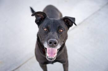 Black Labrador Retriever Dogs Available for Adoption in Othello, Washington - Greenfall | PetCurious