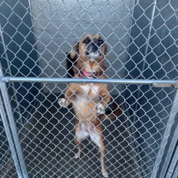 Foxy -  Mixed Breed Dog for Adoption in Shelbyville, Illinois - Foxy | PetCurious