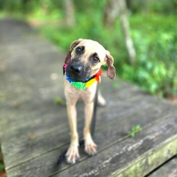 Lucy -  Hound and Mixed Breed Dog for Adoption in Port Charlotte, Florida - Lucy | PetCurious
