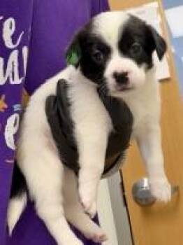 Farfalle -  Mixed Breed Dog for Adoption in Lawrenceville, Georgia - Farfalle | PetCurious