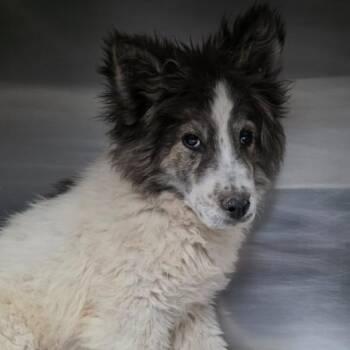 Husky Dogs Available for Adoption in Fort Collins, Colorado - Buzz | PetCurious