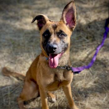 Lacy -  Belgian Shepherd Malinois Dog for Adoption in San Andreas, California - Lacy | PetCurious