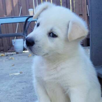 Rescue Retriever Dogs for Adoption in Niagara Falls, Ontario - Polar (20251021-03) | PetCurious