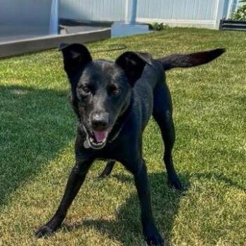 Dibs -  Black Labrador Retriever and Mixed Breed Dog for Adoption in Murray, Utah - Dibs | PetCurious