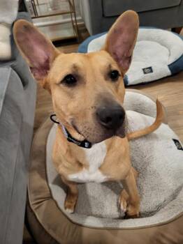 Pit Bull Terrier Dogs Available for Adoption - NOODLE | PetCurious