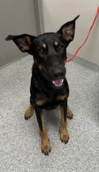 Rescue Doberman Pinscher and Mixed Breed Dogs for Adoption in Pasadena, Texas - ZIGGY | PetCurious