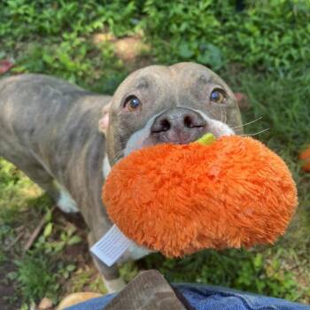 Pit Bull Terrier Dogs Available for Adoption in Roanoke, Virginia - Sammy | PetCurious