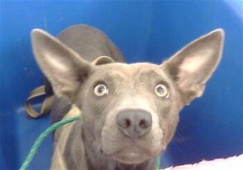 Rescue Mixed Breed Dogs for Adoption in Dallas, Texas - ROSIE | PetCurious