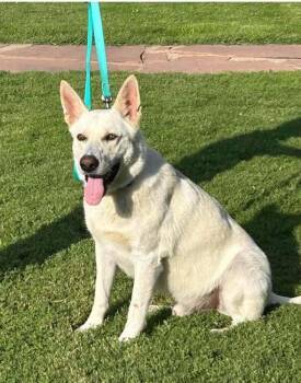 Sammy (courtesy post) -  German Shepherd Dog Dog for Adoption in Suamico, Wisconsin - Sammy (courtesy Post) | PetCurious