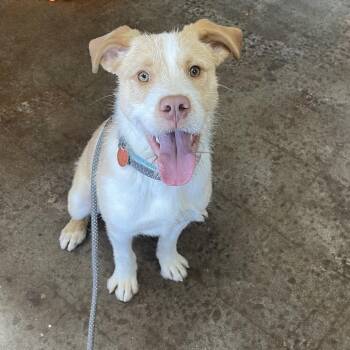 Terrier Dogs Available for Adoption - Sebastian | PetCurious