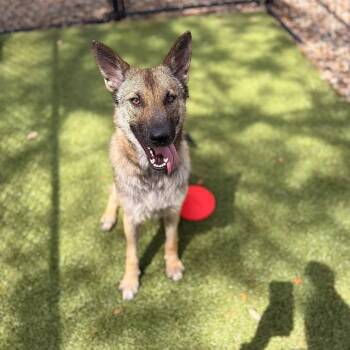 Terrier Dogs Available for Adoption in Hilton Head Island, South Carolina - Maya | PetCurious