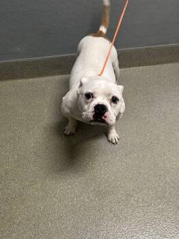 English Bulldog and Mixed Breed Dogs Available for Adoption in Las Vegas, Nevada - DUSTER | PetCurious