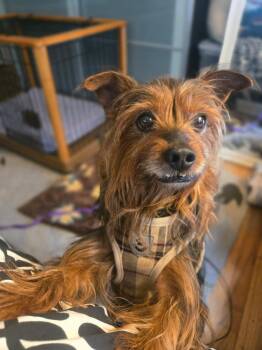 Yorkshire Terrier Dogs Available for Adoption in Stamford, Connecticut - Rocky  | PetCurious