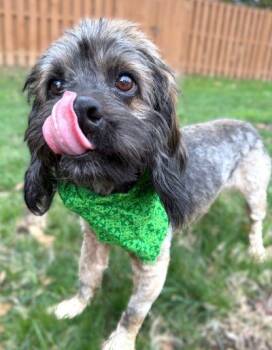 Cocker Spaniel Dogs Available for Adoption - Bo | PetCurious