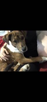 Molly -  Terrier Dog for Adoption in Pompano Beach, Florida - Molly | PetCurious