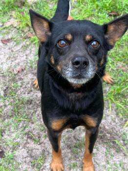 Rescue Terrier and Jack Russell Terrier Dogs for Adoption in Fairfield, Connecticut - Tito | PetCurious