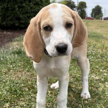 Hound Dogs Available for Adoption in Chesapeake, Virginia - Willoughby | PetCurious