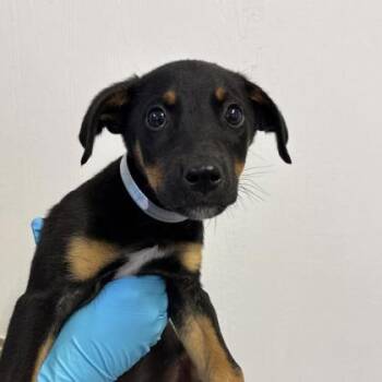 Mixed Breed Dogs Available for Adoption in Munster, Indiana - Nico | PetCurious