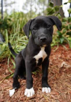 Pit Bull Terrier and Labrador Retriever Dogs Available for Adoption in Holly Springs, North Carolina - Fern - Flower Power Litter | PetCurious