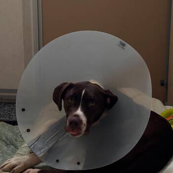 Moose -  Labrador Retriever and Mixed Breed Dog for Adoption in Binghamton, New York - Moose | PetCurious