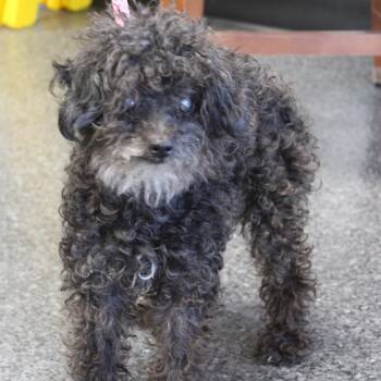 Maddy (12382) -  Miniature Poodle Dog for Adoption in Heath, Ohio - Maddy (12382) | PetCurious