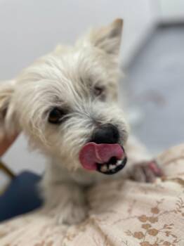 Rescue Terrier Dogs for Adoption in Los Angeles, California - Archie | PetCurious