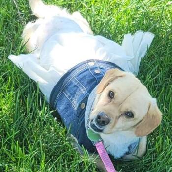 Mixed Breed Dogs Available for Adoption in Lenexa, Kansas - Gertie | PetCurious