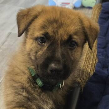 Sequoia -  Shepherd and Labrador Retriever Dog for Adoption in Normal, Illinois - Sequoia | PetCurious