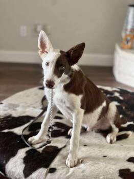 Rescue Border Collie Dogs for Adoption in The Woodlands, Texas - Wrangler | PetCurious