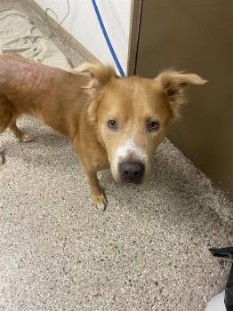 Simba -  Mixed Breed Dog for Adoption in Vancouver, Washington - Simba | PetCurious