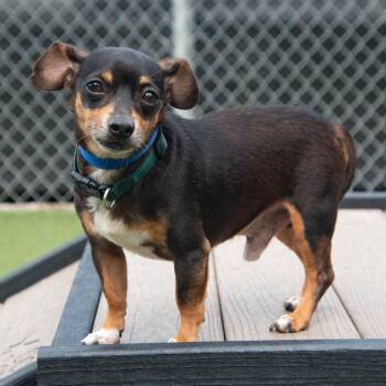Hopper -  Chihuahua and Mixed Breed Dog for Adoption in Parkersburg, West Virginia - Hopper | PetCurious