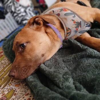 Labrador Retriever and Shepherd Dogs Available for Adoption in New Orleans, Louisiana - Zoe | PetCurious