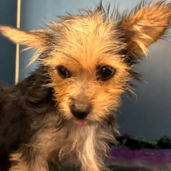 Riki -  Yorkshire Terrier Dog for Adoption in Yuma, Arizona - Riki | PetCurious