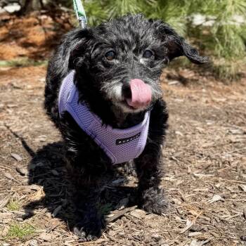 Poodle and Mixed Breed Dogs Available for Adoption in East Hampton, New York - Bailey | PetCurious