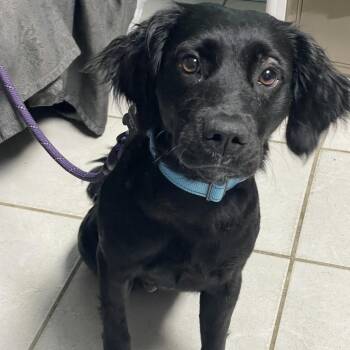 Alli -  Mixed Breed Dog for Adoption in Savannah, Georgia - Alli | PetCurious
