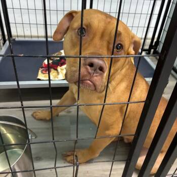 Buckles -  Terrier Dog for Adoption in St. Louis, Missouri - Buckles | PetCurious