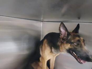 RUSH -  Dutch Shepherd Dog for Adoption in Tustin, California - RUSH | PetCurious